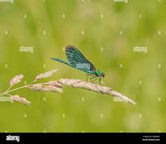 Attēlu rezultāti vaicājumam “Calopteryx virgo”