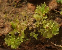 Attēlu rezultāti vaicājumam “Fossombronia wondraczekii”