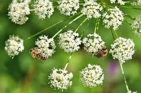 Attēlu rezultāti vaicājumam “Carum carvi”