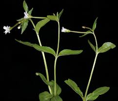 Attēlu rezultāti vaicājumam “Epilobium roseum leaf”