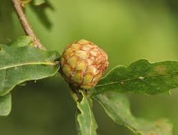 Attēlu rezultāti vaicājumam “Andricus foecundatrix”