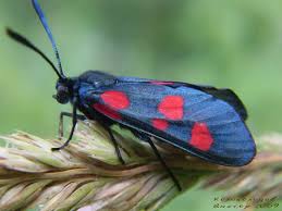 Attēlu rezultāti vaicājumam “Zygaena lonicerae”