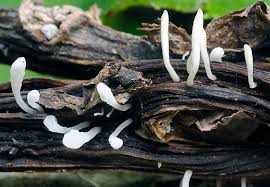 Attēlu rezultāti vaicājumam “Typhula setipes”