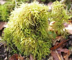 Attēlu rezultāti vaicājumam “Eurhynchium striatum”