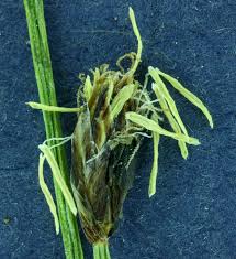 Attēlu rezultāti vaicājumam “Eleocharis quinqueflora”