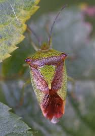 Attēlu rezultāti vaicājumam “Acanthosoma haemorrhoidale”
