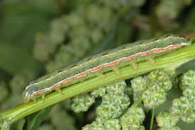 Attēlu rezultāti vaicājumam “Hadula trifolii”