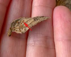 Attēlu rezultāti vaicājumam “Craterium aureum”