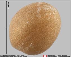 Attēlu rezultāti vaicājumam “Sinapis alba fruit”