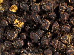 Attēlu rezultāti vaicājumam “Trichia alpina macro”