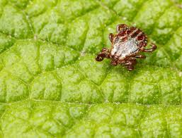 Attēlu rezultāti vaicājumam “Dermacentor reticulatus female”