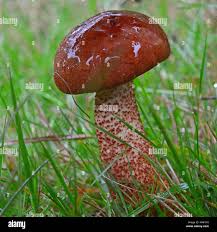 Attēlu rezultāti vaicājumam “Leccinum vulpinum”