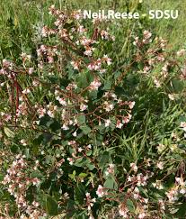Attēlu rezultāti vaicājumam “Apocynaceae”
