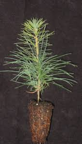 Attēlu rezultāti vaicājumam “Pinus strobus”