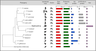 Attēlu rezultāti vaicājumam “Symphytocarpus trechisporus plasmodium”