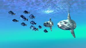 Image result for Mola mola