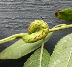 Attēlu rezultāti vaicājumam “Lacanobia contigua larva”