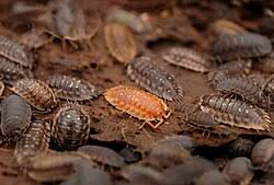 Attēlu rezultāti vaicājumam “Oniscus asellus”