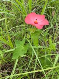 Image result for Abelmoschus moschatus