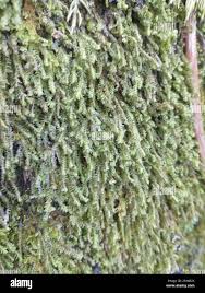 Attēlu rezultāti vaicājumam “Jungermannia leiantha”