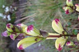 Attēlu rezultāti vaicājumam “Pedicularis sceptrum-carolinum flower”