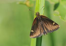 Attēlu rezultāti vaicājumam “Heteropterus morpheus upperside”