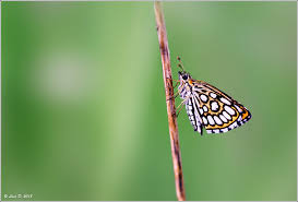Attēlu rezultāti vaicājumam “Heteropterus morpheus”