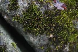 Attēlu rezultāti vaicājumam “Schistidium apocarpum”