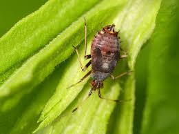 Attēlu rezultāti vaicājumam “Closterotomus biclavatus imago”