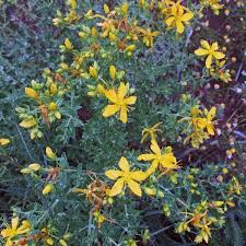 Image result for Hypericum perforatum