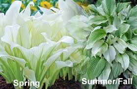 Image result for Hosta White Feather