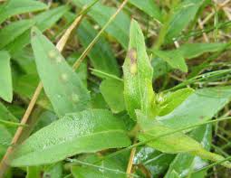 Attēlu rezultāti vaicājumam “Cystiphora sanguinea”