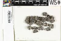 Attēlu rezultāti vaicājumam “Physconia detersa”