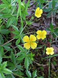 Image result for Potentilla tormentilla