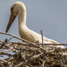 Attēlu rezultāti vaicājumam “Ciconia ciconia juvenile”