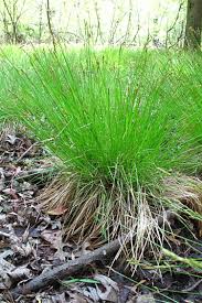 Attēlu rezultāti vaicājumam “Carex globularis”