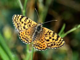 Attēlu rezultāti vaicājumam “Melitaea didyma male”