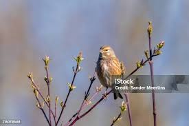 Attēlu rezultāti vaicājumam “Carduelis cannabina male”