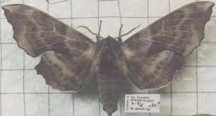 Attēlu rezultāti vaicājumam “Laothoe amurensis”