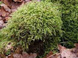 Attēlu rezultāti vaicājumam “Eurhynchium hians”