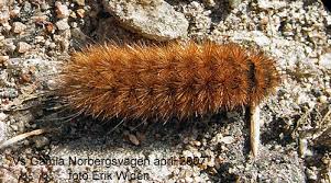 Attēlu rezultāti vaicājumam “Phragmatobia fuliginosa imago”