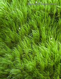 Attēlu rezultāti vaicājumam “Dicranum montanum”