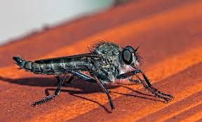 Attēlu rezultāti vaicājumam “Asilus crabroniformis”