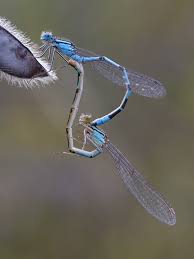 Attēlu rezultāti vaicājumam “Enallagma cyathigerum”
