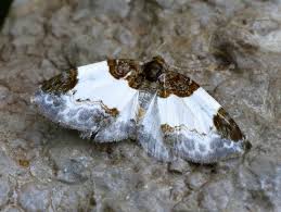 Attēlu rezultāti vaicājumam “Mesoleuca albicillata”