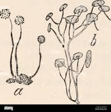 Attēlu rezultāti vaicājumam “Clastoderma debaryanum”