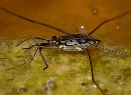 Attēlu rezultāti vaicājumam “Gerridae imago”