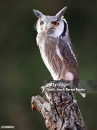 Image result for Otus scops