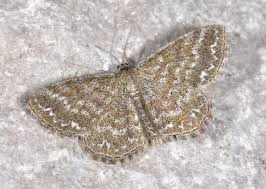 Attēlu rezultāti vaicājumam “Scopula immorata”