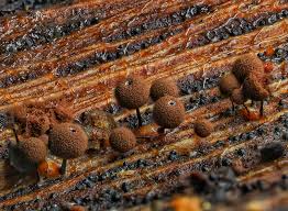 Attēlu rezultāti vaicājumam “Enerthenema papillatum”